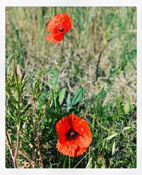 レイチェル・ニコルズさんのインスタグラム写真 - (レイチェル・ニコルズInstagram)「#remembranceday」11月12日 5時52分 - ticklenichols