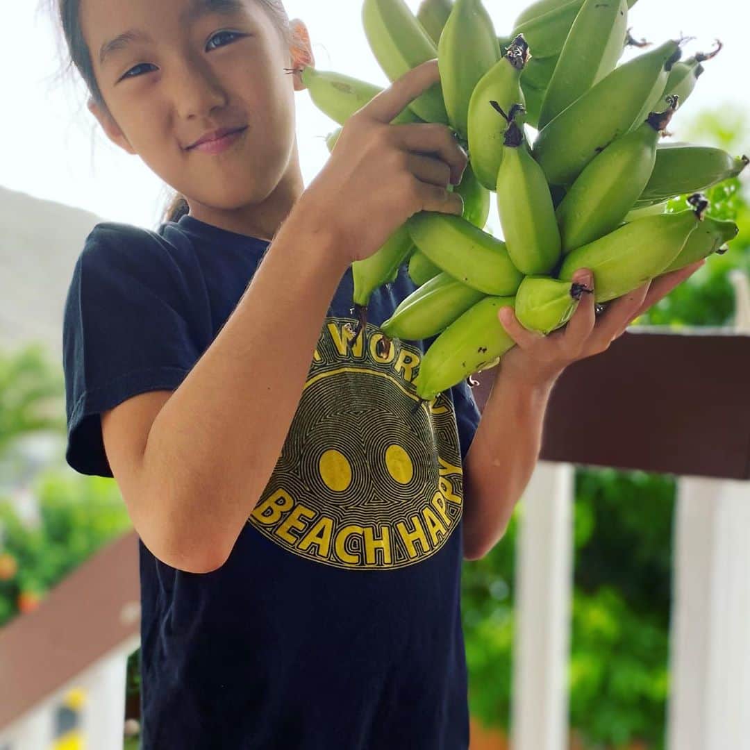 Mieのインスタグラム：「お庭でApple Bananasが獲れましたー😁✌️🍌🍌🍌🍌🍌🍌 甘くて、すこし酸味があって大地の味がするんだよー！！  みんな、みんな、子供との関わり、旦那との関わりのお悩みは1人じゃないからね😁👍🏾 叩く、つねるは私の経験上、まったく意味がない！！わたしはもうやらないけど、辞めらないで困ってる人、DMはみんなに返せていないけど、ストーリーズによくある質問の答えを書いたから参考までに👍🏾 Love, Mie  Apple Bananas are so yummy!!!😋😋😋by Lia  #ハワイで子育て　#ハワイ生活」