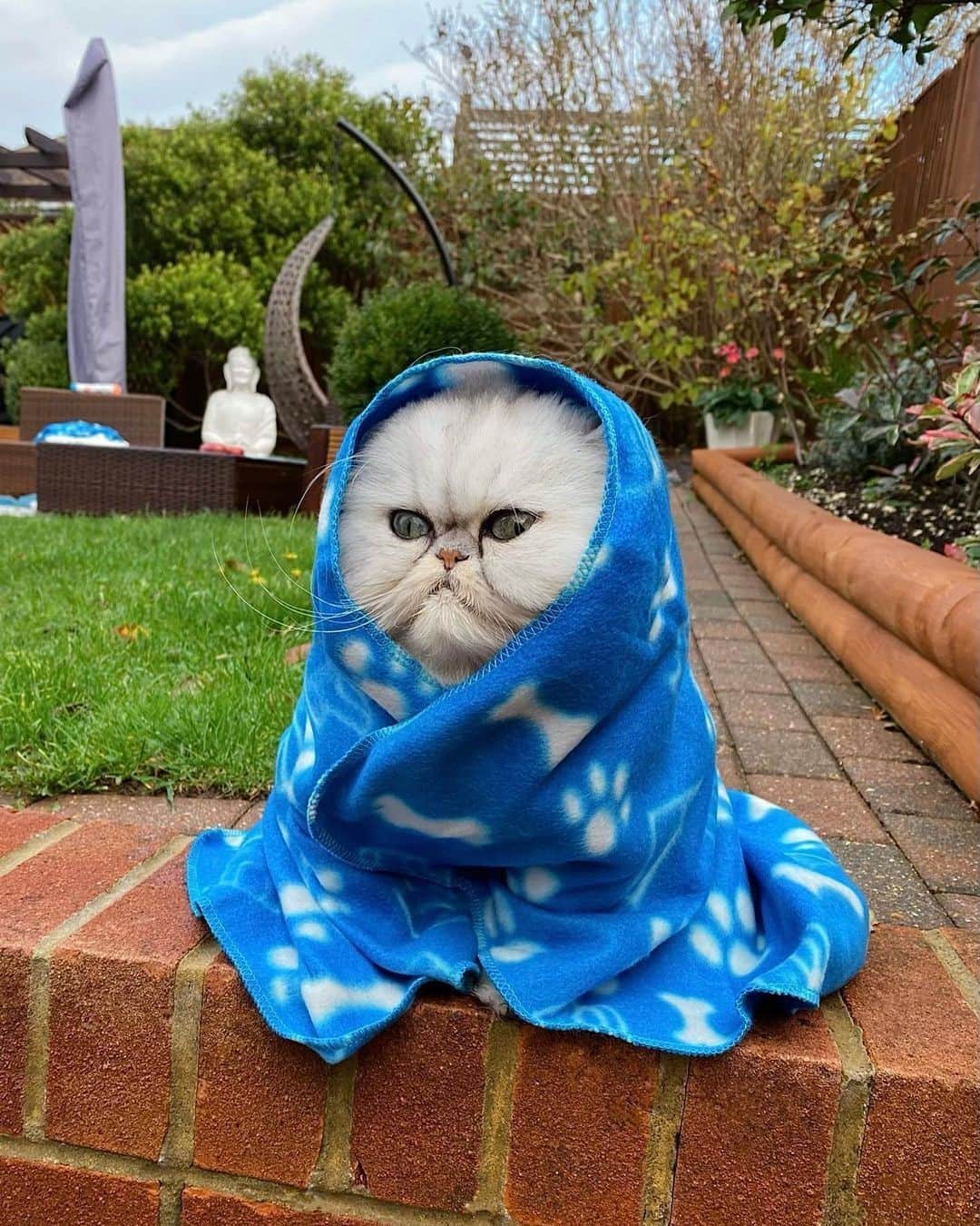 Aww Clubさんのインスタグラム写真 - (Aww ClubInstagram)「It’s getting cold out there⠀ ⠀ 📷@eric_and_ollie_⠀ ⠀ #meowed #ericandollie #❄️ # Persian」11月12日 6時00分 - meowed