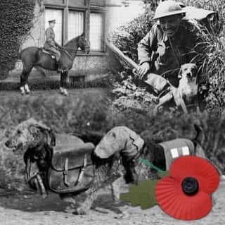 レオナ・ルイスさんのインスタグラム写真 - (レオナ・ルイスInstagram)「We will remember them all ❤️ those we lost and the animals that helped them #remembranceday」11月12日 6時01分 - leonalewis