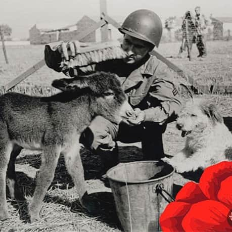 レオナ・ルイスさんのインスタグラム写真 - (レオナ・ルイスInstagram)「We will remember them all ❤️ those we lost and the animals that helped them #remembranceday」11月12日 6時01分 - leonalewis