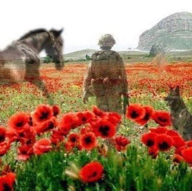 レオナ・ルイスさんのインスタグラム写真 - (レオナ・ルイスInstagram)「We will remember them all ❤️ those we lost and the animals that helped them #remembranceday」11月12日 6時01分 - leonalewis