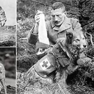 レオナ・ルイスさんのインスタグラム写真 - (レオナ・ルイスInstagram)「We will remember them all ❤️ those we lost and the animals that helped them #remembranceday」11月12日 6時01分 - leonalewis