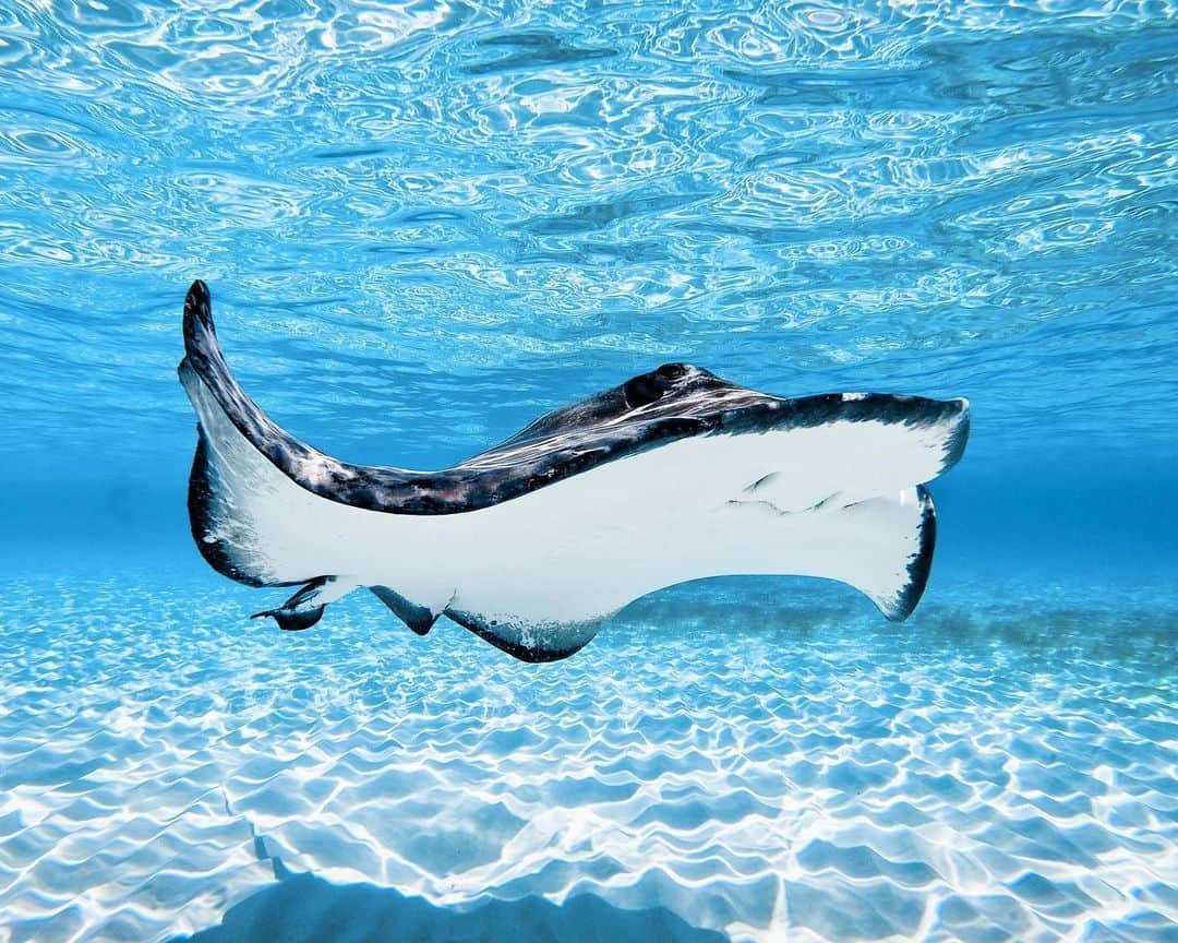 goproさんのインスタグラム写真 - (goproInstagram)「Photo of the Day: Smile + wave 👋 @cherieindawater ⠀⠀⠀⠀⠀⠀⠀⠀⠀ #GoPro #Stingray #Underwater #Wildlife #Tropics」11月12日 6時08分 - gopro