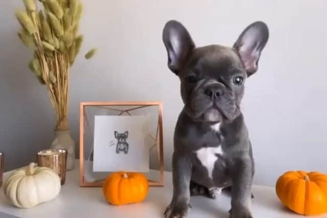 French Bulldogのインスタグラム