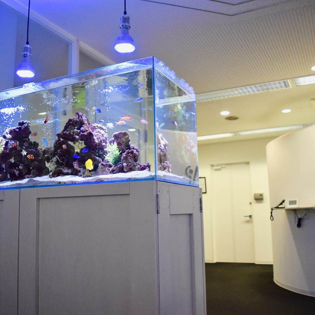 大阪・東京のアクアリウムならa.a.c.のインスタグラム