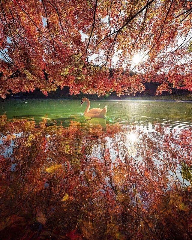 のインスタグラム：「A graceful swan swims quietly beneath the autumn foliage. #WorldlyNovember  紅葉の間から見える凛とした白鳥🦢 湖とのコントラストが神秘的✨ . . Photo by @kytnc1397706 Post your memories with #FlyJAL  #JapanAirlines #japan #yamanashi #japan_daytime_view」
