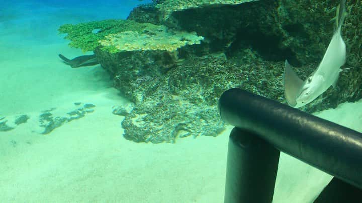 諏訪彩花のインスタグラム：「ちゅ😊❣️ #いつかの#水族館#エイ🐠」