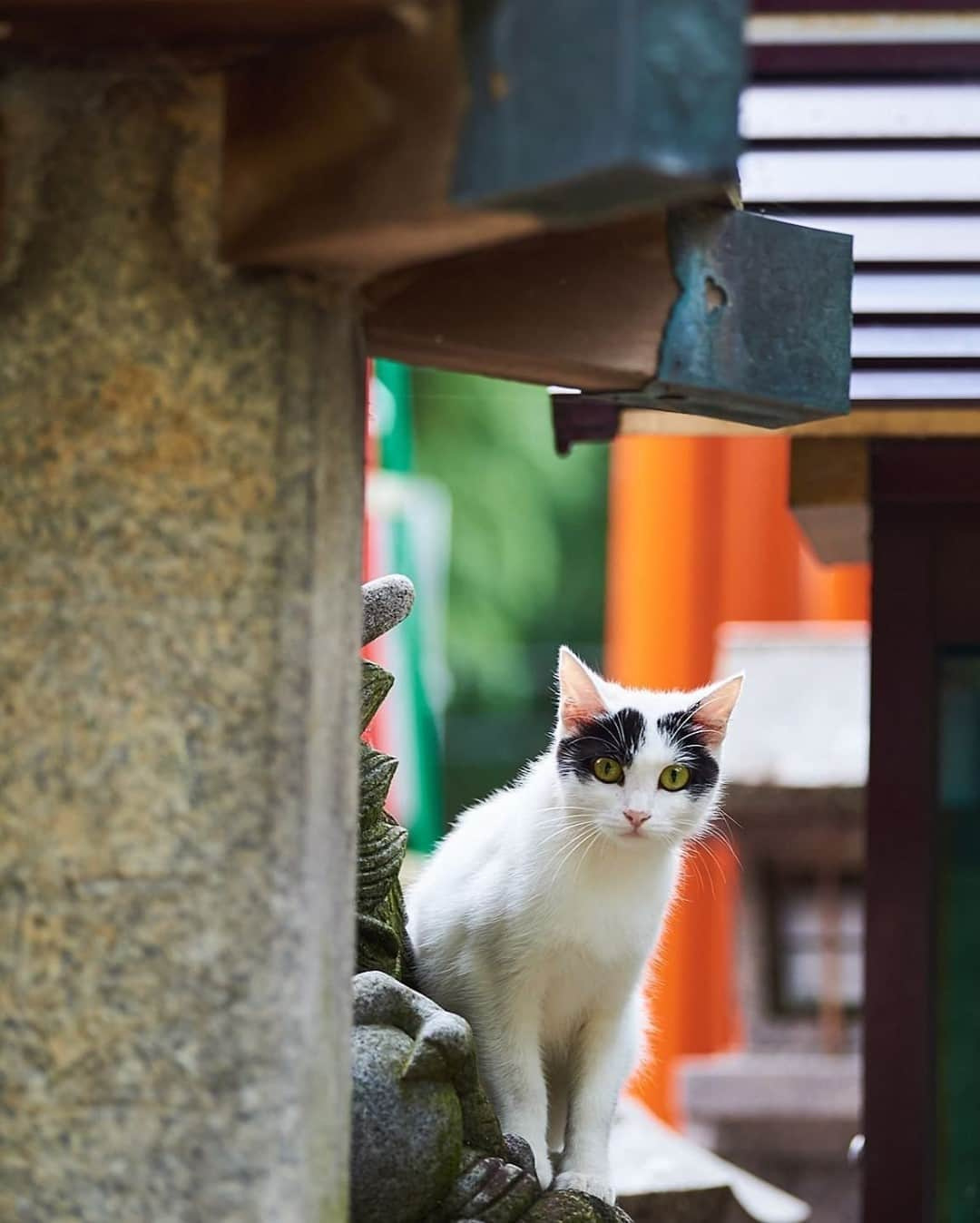 ニコンイメージングジャパン公式さんのインスタグラム写真 - (ニコンイメージングジャパン公式Instagram)「‖Cat @ Fushimi Inari Shrine⠀ Photo by @shizuka_acbcfoto⠀ https://www.instagram.com/p/B4okPgzDMAw/⠀ *⠀ ニコン機材で撮影された光をテーマにした写真に「 #light_nikon 」をつけてInstagramに投稿いただいた皆さんの作品を本アカウントで紹介させていただきます。⠀ （作品使用に関するガイドラインは本アカウントのプロフィールに記載しているURLからご覧ください）⠀ ⠀ #ニコン #nikon #一眼 #カメラ #camera #nikon📷 #nikonlove  #light_nikon #神社 #京都 #ねこ #cat⠀ ⠀ ※皆様、政府、自治体など公的機関の指示に従った行動をお願いします。⠀ ⠀ nikonjpでは、写真を「見る楽しみ」を提供することを通して、⠀ 微力ながら皆様にわずかな時間でも癒しをお届けしたいと思っております。⠀ 本アカウントでの投稿を引き続きお楽しみください。」11月12日 16時00分 - nikonjp