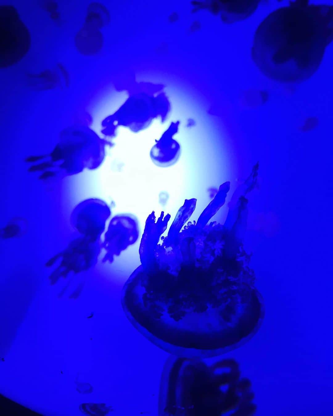 諏訪彩花のインスタグラム：「アンダ〜ザシ〜🎵🐠🐚✨💕#いつかの#水族館#海月#サカナ」