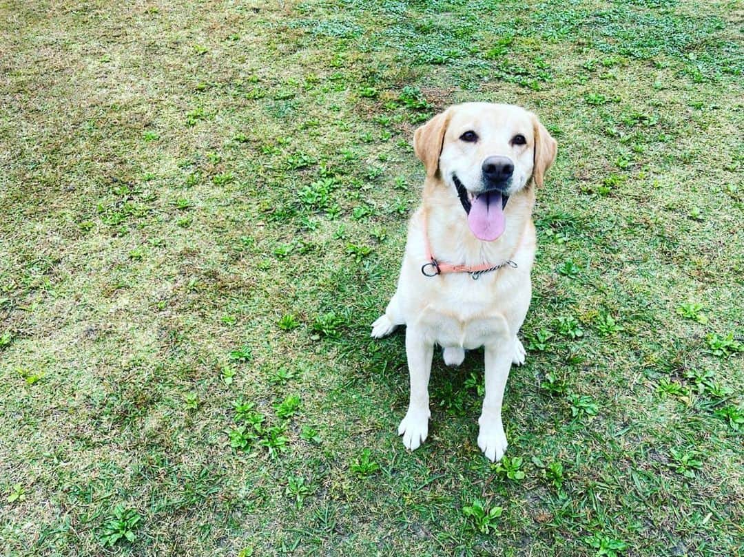 井手智のインスタグラム：「【里親様を募集します】  保護犬ゴン太(仮名)  10/25に糸島市で警察が保護  その後、保健所での収容となり、収容期限間近で、保健所よりメイプル様にご連絡があり、この子の(本当の)飼い主を探すために協力してほしいと要請があったので、SNSに投稿  沢山の拡散をしていただいたが、飼い主は出てこず  収容期限を過ぎると動物管理センターに移動して、殺処分となるため、メイプル様で引き取りをされ、保護。  現在、去勢手術をしたばかりで、落ち着いたら(概ね1週間後ぐらい)里親募集をされるそうです！  非常に悲しい事ではありますが、世の中には、このようにたくさんのワンちゃんや猫ちゃんが我々の知らないところで殺処分されています。  しかし、この子はまだ生きています。是非前向きにご検討くださる方、ご連絡ください！！  ＊里親様募集は1週間後となっておりますが、メイプル様から許可を得て投稿させていただいております。  少し早いですが、私のインスタでも里親様を募集させていただきます！ご検討くださる方は、わたし、もしくはメイプル様へのDM等でご連絡くださいませ。  @pet_salon_maple  @maplesurf   #里親様募集 #ゴン太 #ごーるでんれとりばー  #ペットサロンメイプル #福岡県 #糸島市 #スポンサー様」