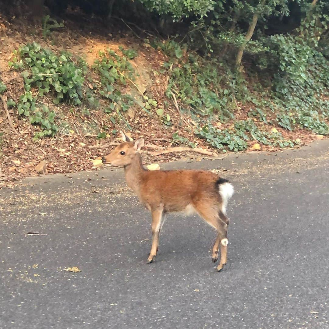 myumyuさんのインスタグラム写真 - (myumyuInstagram)「えぇぇーそんなに道ふさぐ？ 車通れる幅ないからちょっと横に寄ってくれない？ ってゆうくらいあっちゃこっちゃにお猿さんが🐵🙈🙉🐒🙊 鹿さんも道沿いにめっちゃいてる🦌🦌🦌  ここはまだ林道に入る手前 MAP見たら林道が険しそうすぎたのと 「落石注意」にビビって引き返した🚗 落石とか注意しようがなくない？ そしてお猿さんだらけで通れなさそう😂笑🐒🐒🐒  babyサルとバンビちゃん可愛かった〜😍💕 初めのムービーの縁側でボーっとしてるお爺ちゃん🍵 みたいな猿がまじツボ😂😂😂  #世界遺産#屋久島#大自然#猿#鹿#野生の鹿#野生の猿#野生動物#赤ちゃん猿#バンビ#WorldHeritage #Yakushima #Nature #deer #Wilddeer #wildmonkeys #Wildanimals #Babymonkey #Bambi」11月12日 17時10分 - myumyu_travel_bikini