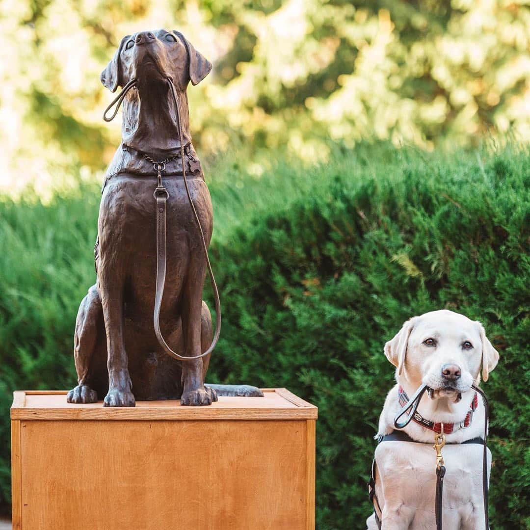 E! Onlineさんのインスタグラム写真 - (E! OnlineInstagram)「A good boy indeed. ❤️ George H.W. Bush's service dog, Sully, was presented with a bronze statue honoring not only his contributions, but the incredible work of all service dogs. (📷: @jimmisaycheez/@americasvetdogs/@susanbahary)」11月12日 8時31分 - enews