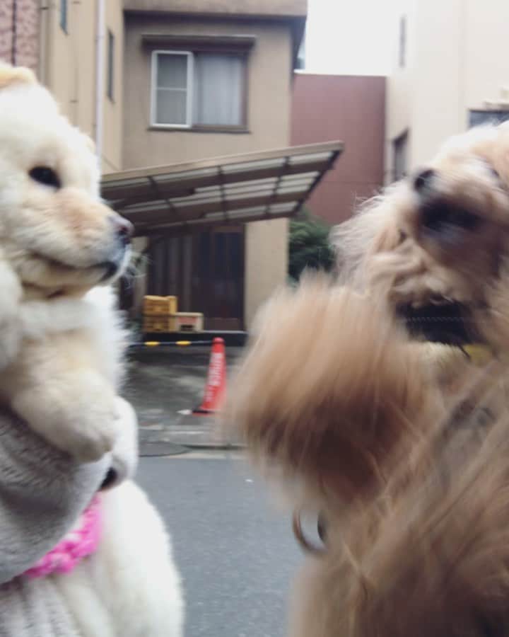 Toypoodle Mikuru?Asakusa Tokyoのインスタグラム：「20201112 Thursday. Good morning! Friends 💞 . 今朝は私もみくるも寝坊しました😅 あさんぽ時間も遅くなりましたが、 ご近所の ぽんちゃんに会えました🥰 チャウチャウ犬のぽんちゃんはまだ赤ちゃん💘 めちゃめちゃ可愛い女の子😍 . ぽんちゃんは、みくるに寄ってきてくれるのですが、みくるが逃げる逃げる💨😂 仲良くなったらいっしょにお散歩できるのになぁ😣 . 時間が解決してくれるだろうか？😅 みくる 大暴れだから難しいかなぁ😢 . #チャウチャウ #もふもふが止まらない #ぽんちゃんとみくるん」