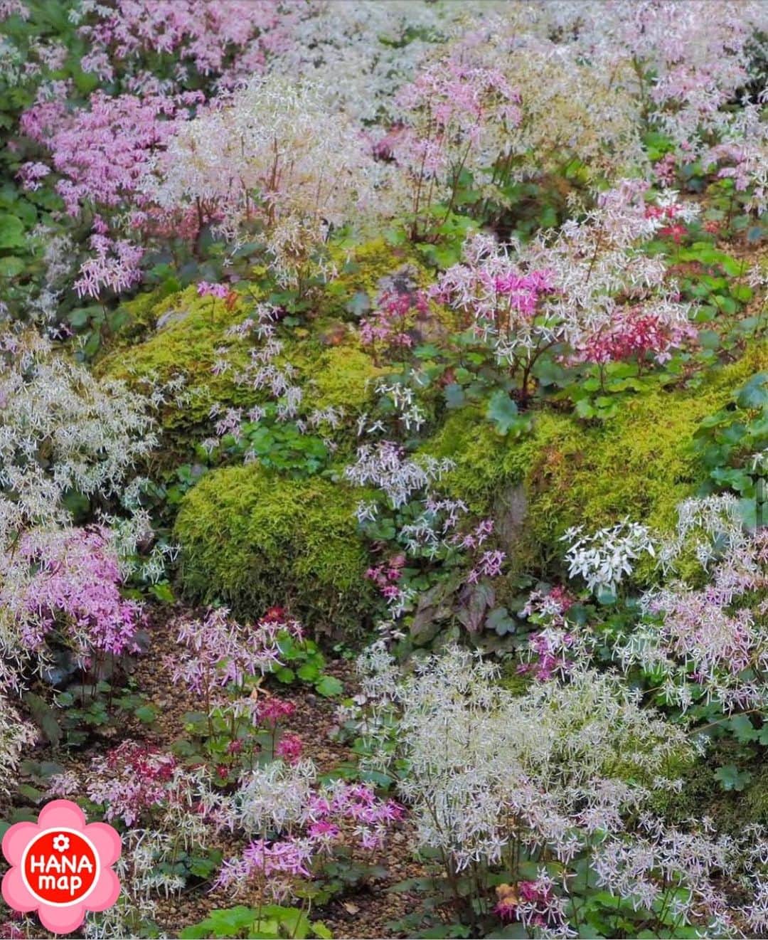 はなまっぷ❁日本の花風景さんのインスタグラム写真 - (はなまっぷ❁日本の花風景Instagram)「🌸はなまっぷ🌸 * @kuniko_okj さんの 花のある風景に花まるを💮 * 秋のお庭を彩る素朴で可愛い大文字草をありがとうございます😊🌸 * 京都　 #古知谷阿弥陀寺 Kochidani Amida Temple, Kyoto. * 🌼ダイモンジソウの花言葉📝🌼 自由、情熱 * 見頃を過ぎている場所もご紹介しています。お出かけの際はHP等で最新の情報をご確認くださいね🙏🌸 * 🌸•••🌸•••🌸•••🌸•••🌸•••🌸 * いつも素敵なお花をありがとうございます😊 日本の花のある風景にタグ付けしてください🌸 お花があれば何でもOKです💓 * #はなまっぷ * #日本の美しい花風景#花のある風景#花#花言葉#風景#ダイモンジソウ#大文字草 * 🌸••••••お知らせ••••••🌸 * 花の写真展に参加してみませんか？？ 詳細はプロフィール記載のHP内をご覧ください」11月12日 8時39分 - hanamap