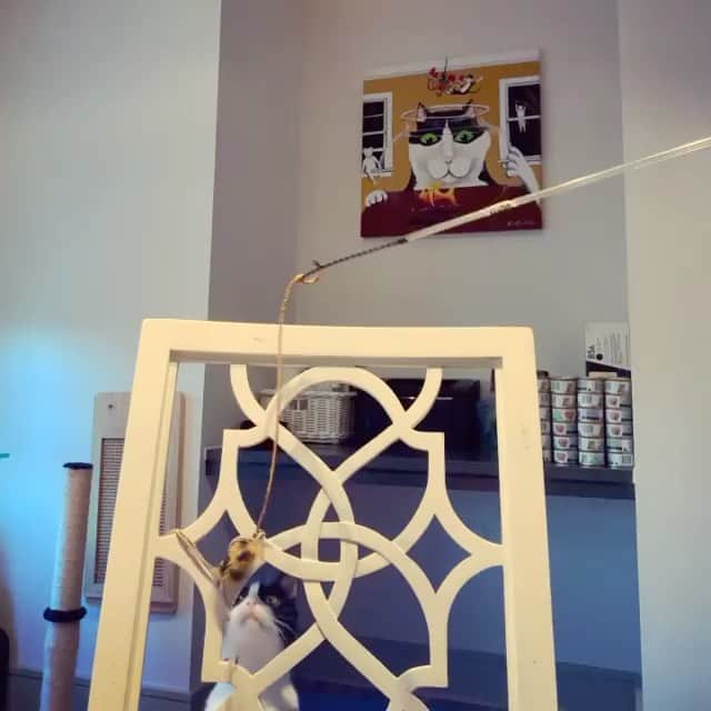 The Cats Of Instagramのインスタグラム：「#Repost • @orbitandpinguino How to keep a Pingüino occupied during conference calls #fishing」