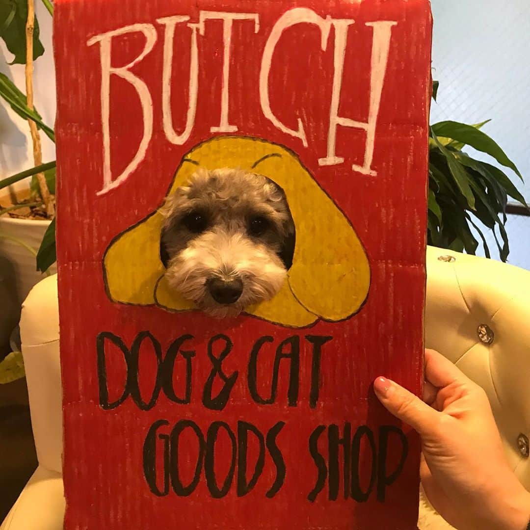 大原かおりさんのインスタグラム写真 - (大原かおりInstagram)「BUTCH DOGさんにあった顔ハメパネル🐶✨ ぷっちょちゃんとクッピーちゃんのママ @puccho_to_quppy_to_ の手作りですって〜👏😆✨ すごいなぁ〜💖💖💖 ☺︎ これのキティちゃんバージョンをずっと作りたいと思っていたのだけど，いまだに作れておらず〜😅💨笑笑 ☺︎ BUTCH DOGさんには、11月15日までOttyのお洋服が並んでいるのでお近くの方は是非見に行ってみてください♡ 顔ハメパネルもやってみてね😘👍 ☺︎ 🐶BUTCH DOG(ブッチドッグ)🐶 宮城県仙台市青葉区五橋２－４－１３ 豆腐会館２階 TEL :022-748-7487 ⑅◡̈⑅ #宮城県 #仙台市 #仙台 #ペットショップ #BUTCH #BUTCHDOG #顔ハメパネル #顔はめパネル #顔出しパネル #顔ハメ犬 #顔はめ犬 #Otty #オッティ #犬服 #キャリーバッグ #小物 #沢山あるよ #🐶 #💕」11月12日 9時05分 - oharagaori_otty