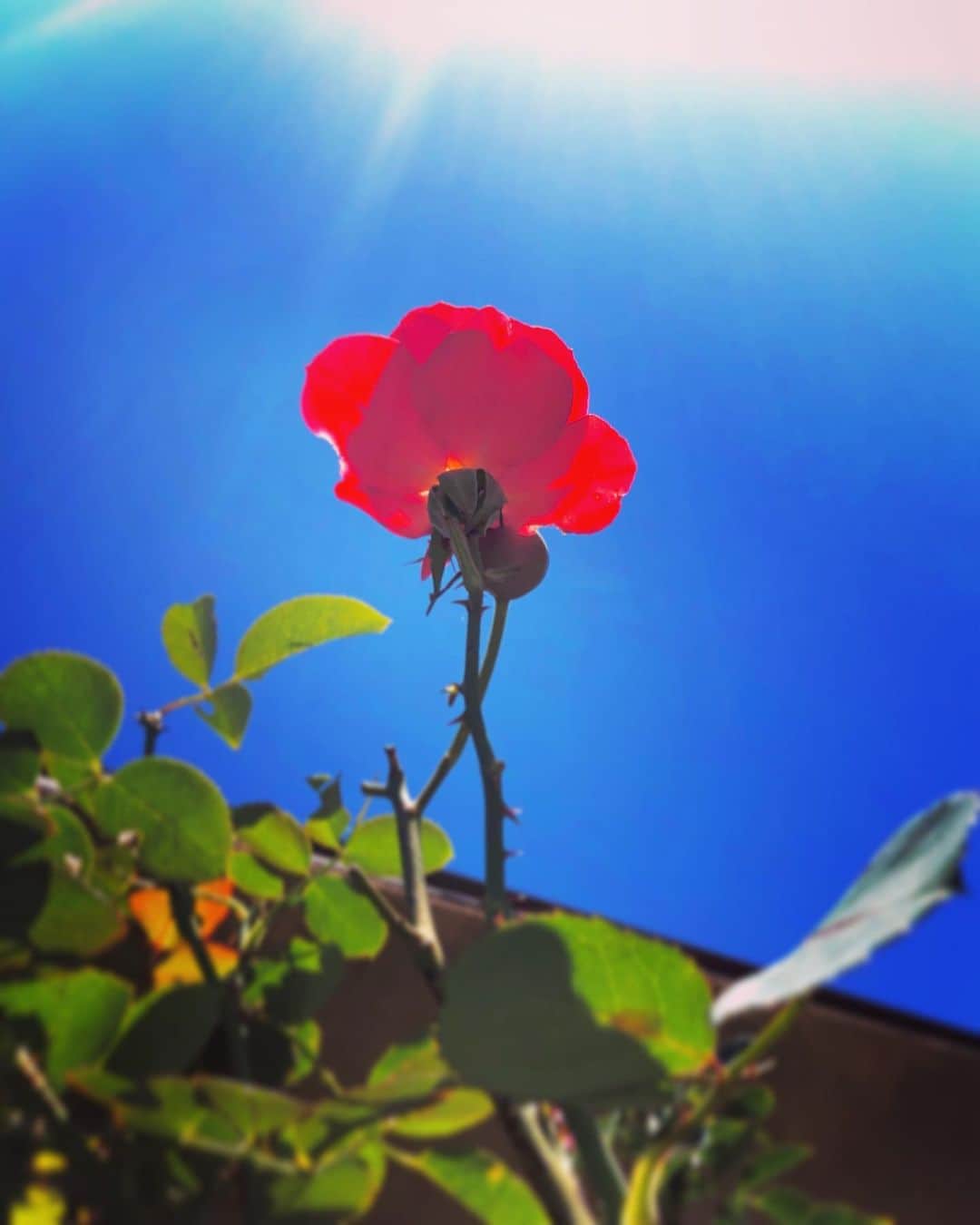 羽原信義さんのインスタグラム写真 - (羽原信義Instagram)「実家に咲いていた薔薇。」11月12日 9時33分 - nobuyoshi_habara
