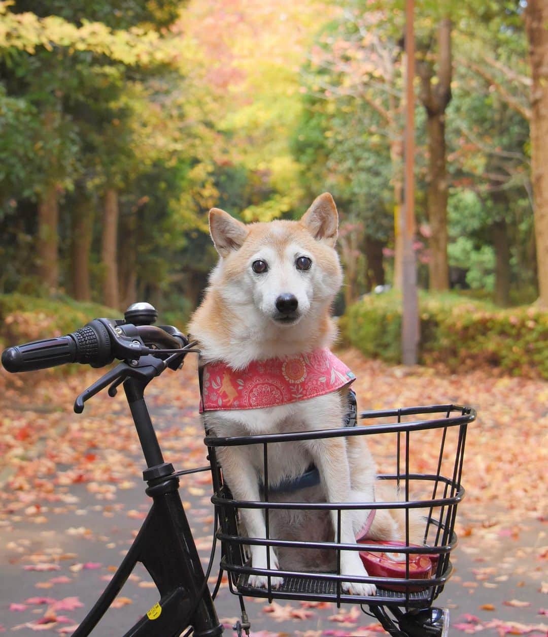 meekooのインスタグラム：「りんごさんが怖がらないように自転車は以前よりもゆっくり漕いでいます🚲 乗ることに慣らしておいてよかったと思う今日この頃🙂 2020.11.8 #クルマは苦手だから」