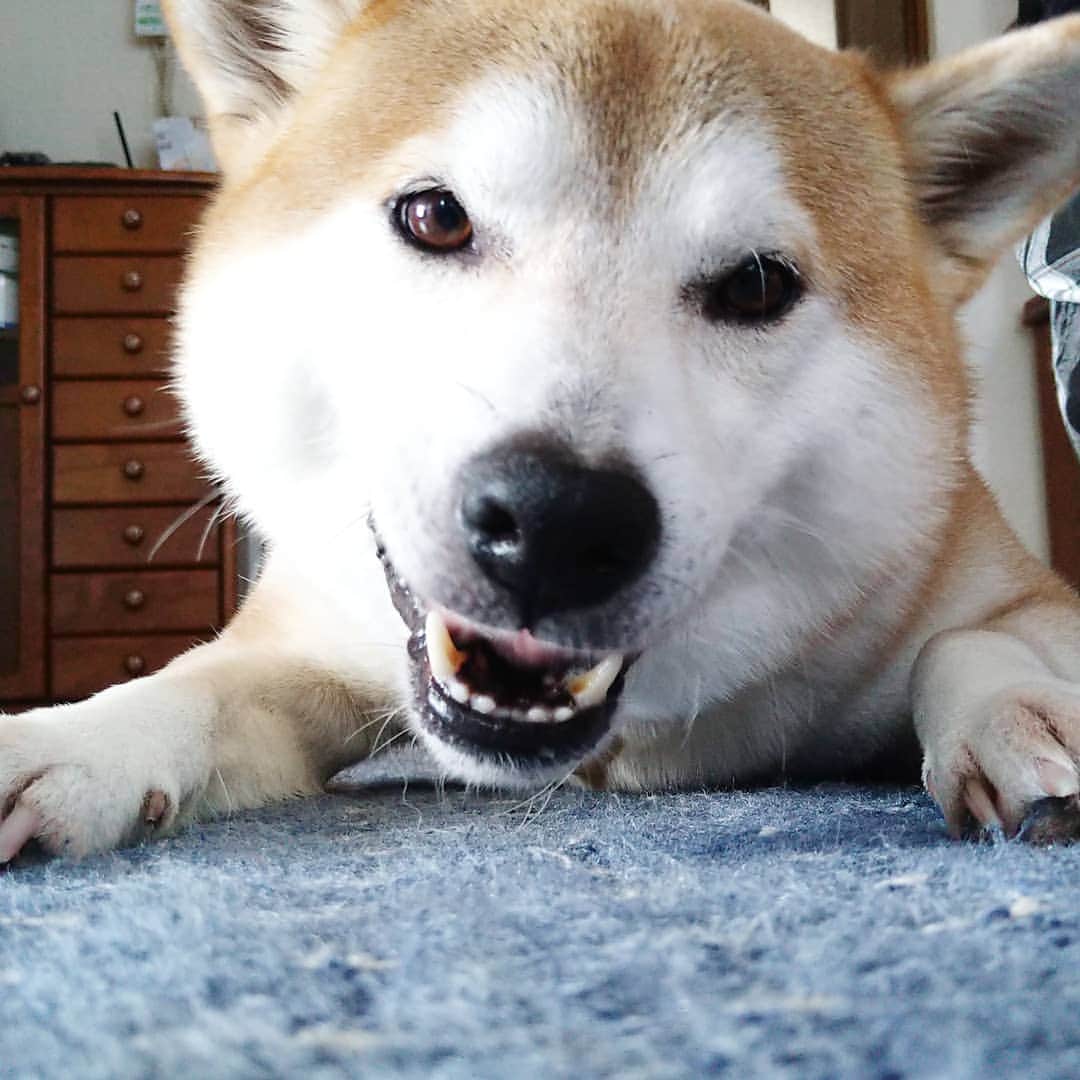 柴犬⭐️サスケのインスタグラム：「おはわん #柴犬#赤柴#犬ら部 #pecoいぬ部 #おやつ#shibastagram #🐶#🐶📷」