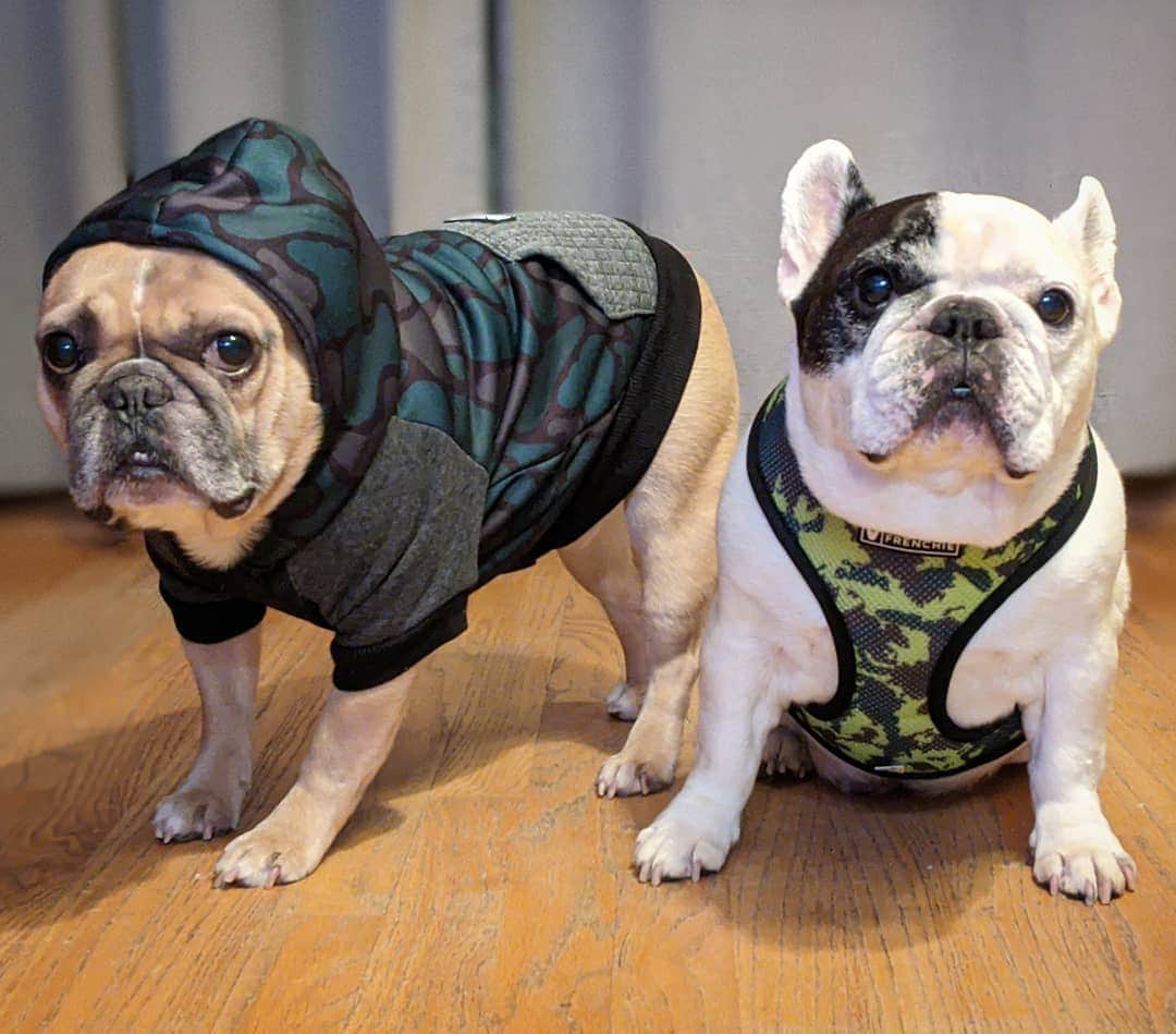 Manny The Frenchieのインスタグラム：「Thank you to all the veterans for their service! 🇺🇸 . . Today @frenchie_bulldog is offering 20% off the camo collection with proceeds benefitting the @k9warriors foundation. 💚  Code VETERANS at checkout」
