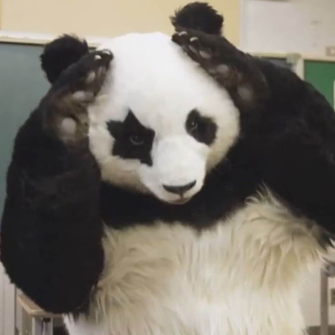 星星（セイセイ）さんのインスタグラム写真 - (星星（セイセイ）Instagram)「🌀🐼🤔 #なぞなぞ #難しい #うーん . きょうの #ベラベラENGLISHは ...💯 🌟tick tock 🌟早く〜 . なぞなぞきらーい😭😭 . #星星 #パンダ #panda #pandagram #パンダ好きな人と繋がりたい #ZIP!」11月12日 11時14分 - seisei_panda