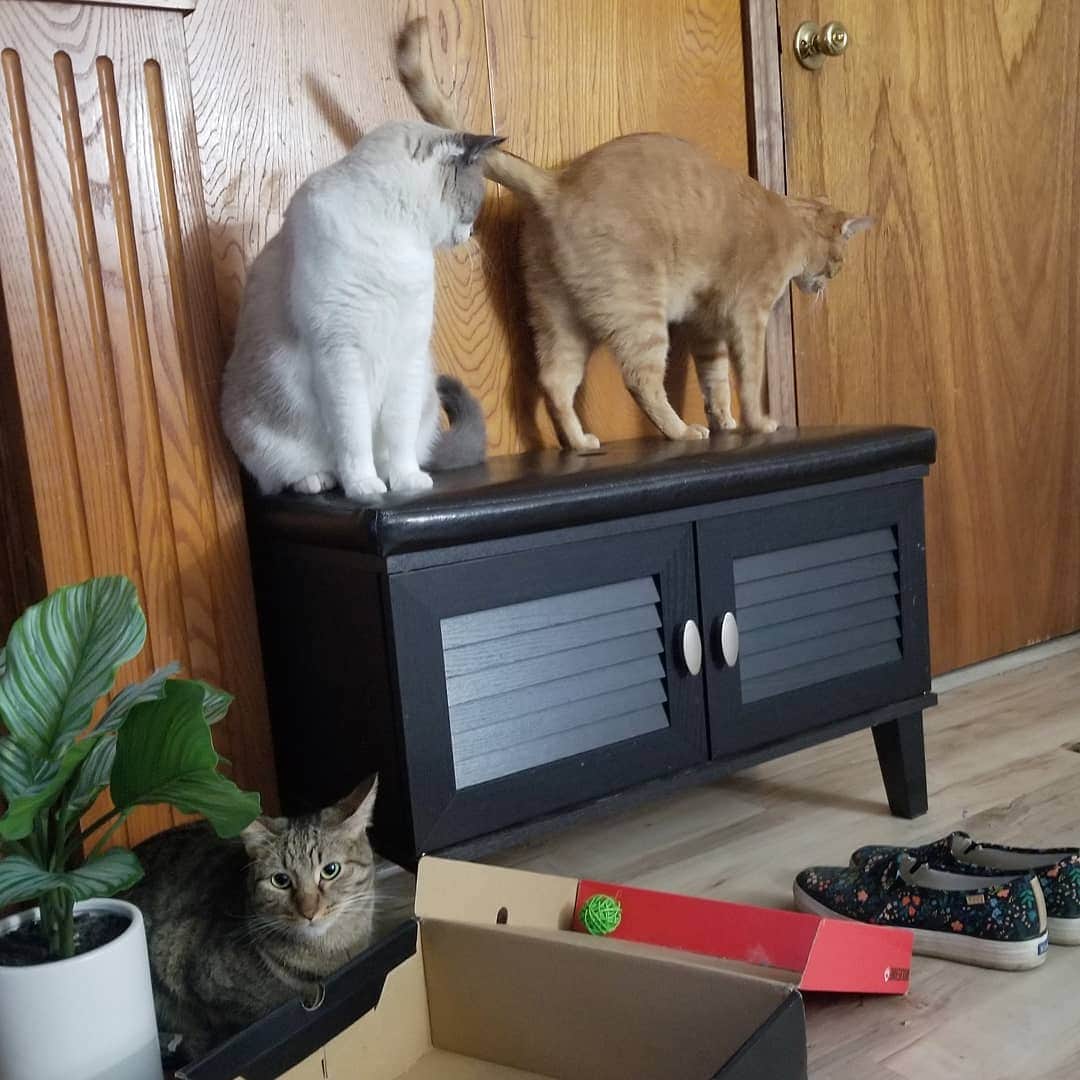 Garyのインスタグラム：「Wow, what an asshole #jargostan #notpunnygary」