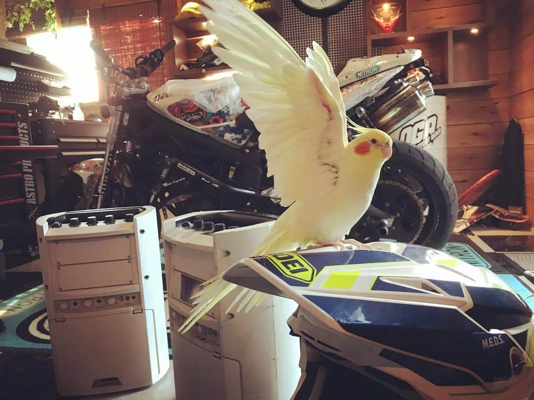 小川裕之のインスタグラム：「俺の作業を邪魔するやつ🐥  #OGAチャンネル #オカメインコ」