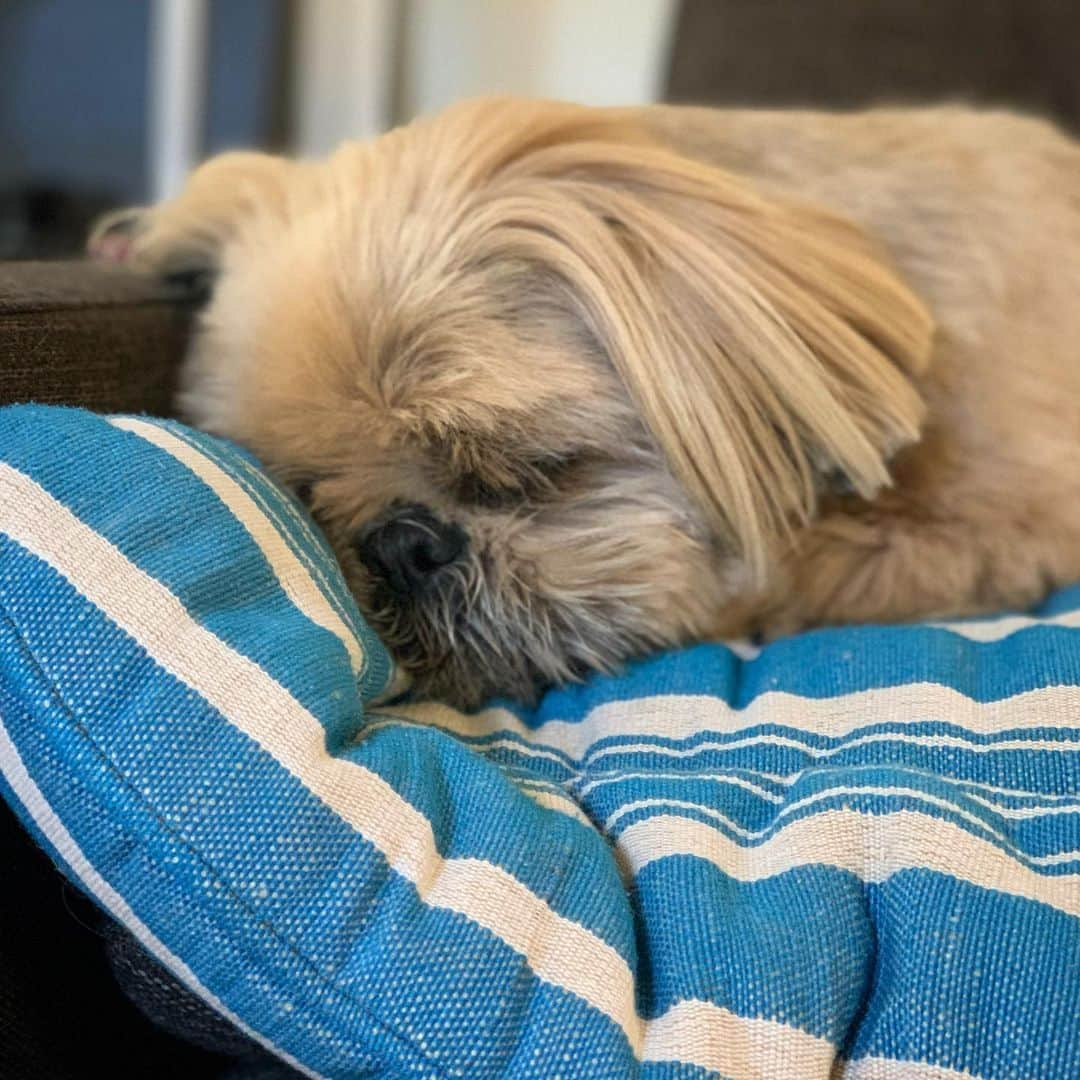 Dougie the Shih Tzuさんのインスタグラム写真 - (Dougie the Shih TzuInstagram)「Hibernating.」11月12日 11時34分 - dailydougie