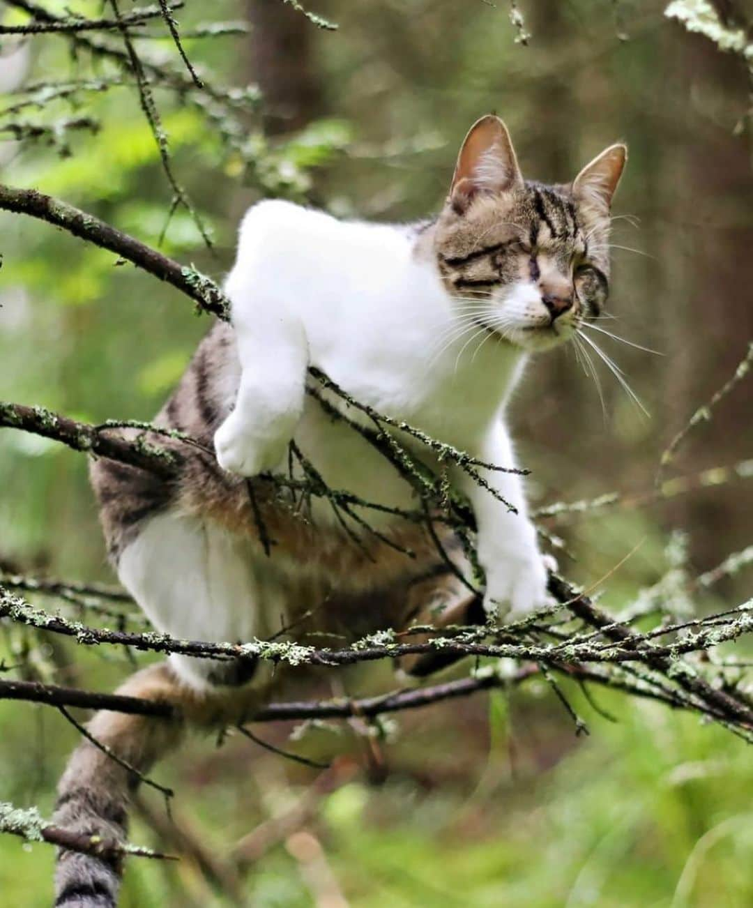 Bolt and Keelさんのインスタグラム写真 - (Bolt and KeelInstagram)「Kira, Kahlil & Iliad are adventure kitties that also happen to be paralyzed or blind. This amazing trio from Finland does not let their physical limitations stop their natural desire for adventure! I’M NOT CRYING, YOU’RE CRYING 😭 . @adventrapets ➡️ @melenekira  —————————————————— Follow @adventrapets to meet cute, brave and inspiring adventure pets from all over the world! 🌲🐶🐱🌲  • TAG US IN YOUR POSTS to get your little adventurer featured! #adventrapets ——————————————————」11月12日 11時40分 - adventrapets