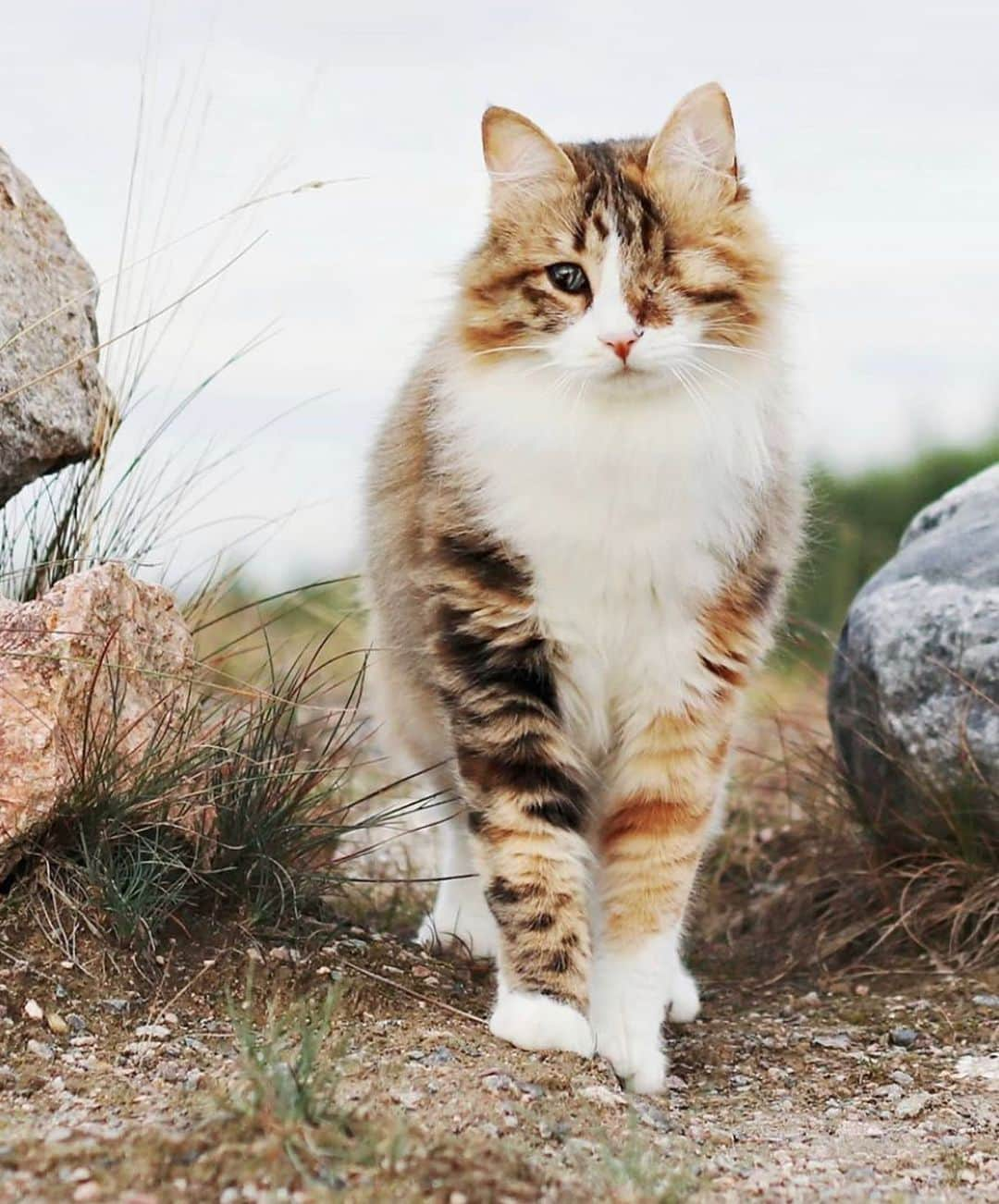 Bolt and Keelさんのインスタグラム写真 - (Bolt and KeelInstagram)「Kira, Kahlil & Iliad are adventure kitties that also happen to be paralyzed or blind. This amazing trio from Finland does not let their physical limitations stop their natural desire for adventure! I’M NOT CRYING, YOU’RE CRYING 😭 . @adventrapets ➡️ @melenekira  —————————————————— Follow @adventrapets to meet cute, brave and inspiring adventure pets from all over the world! 🌲🐶🐱🌲  • TAG US IN YOUR POSTS to get your little adventurer featured! #adventrapets ——————————————————」11月12日 11時40分 - adventrapets