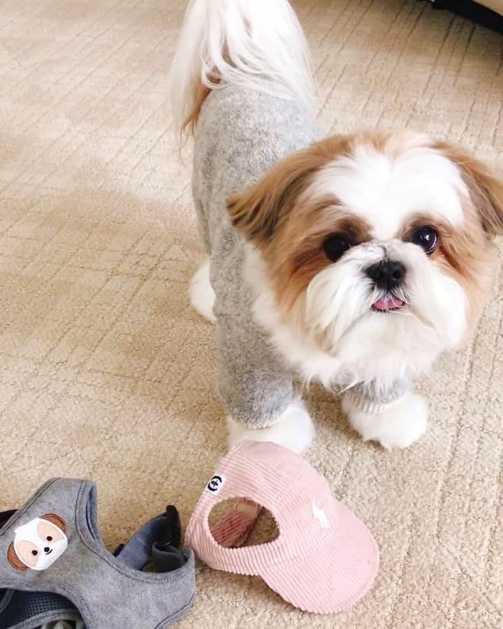 水嶋はちのインスタグラム：「"Outfit of the day"🐶👕🧢💕 * * 昨日のニットロンパースを装着したボクです🐶🧡🧡🧡 * はちのオシャレで大切にしていることは 心地良さです！ 可愛らしく見せるためのデコレーションより、それ以上に快適でいてほしいと想いを込めて手作りしています👕💕💕 * お帽子はI.M.Gallery (@i_m_gallery )さんのものを愛用しています🧢💕💕 🐶ハーネスはいただきものです。 * * #シーズー #犬 #ふわもこ部」
