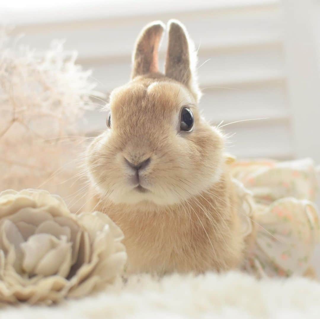 yun.ゆんのインスタグラム：「lemon.🍋＋cotton.💭 ふんわりお花のワンピースレモン。🌼 . . 写真撮ってると 「ぼくもー！」 ともっともっとふわふわのコットンが来るので…一緒に。 . レモンに負けまいと、首傾げてポーズバッチリです。 😂💭 . . ♪ ♪ ♪ #今日もがんばろう  #ベージュ組  #うさぎ#ウサギ#ネザーランドドワーフ#ZIP写真部#レモン#ふわもこ部#マーチ#多頭飼い#犬とうさぎ#トラピロビ#トラピロビハーネス #rabbits#rabbitsofinstagram #rabbitstagram #petstagram #march#instapet#cutepetclub #instarabbit #bunnies #bunnylove #lapin #pecotv #WeeklyFluff #lemon #netherlanddwarf #dailyflufffeature#pecotv」