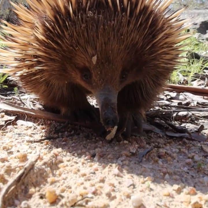 デビッド・ポーコックのインスタグラム：「Magical monotremes.  How amazing are echidnas! The females lay eggs and lactate without nipples and males have a four headed penis! And they can live for up to 45 years in the wild. Nature is truly incredible.  Always such a treat seeing one on a walk.」