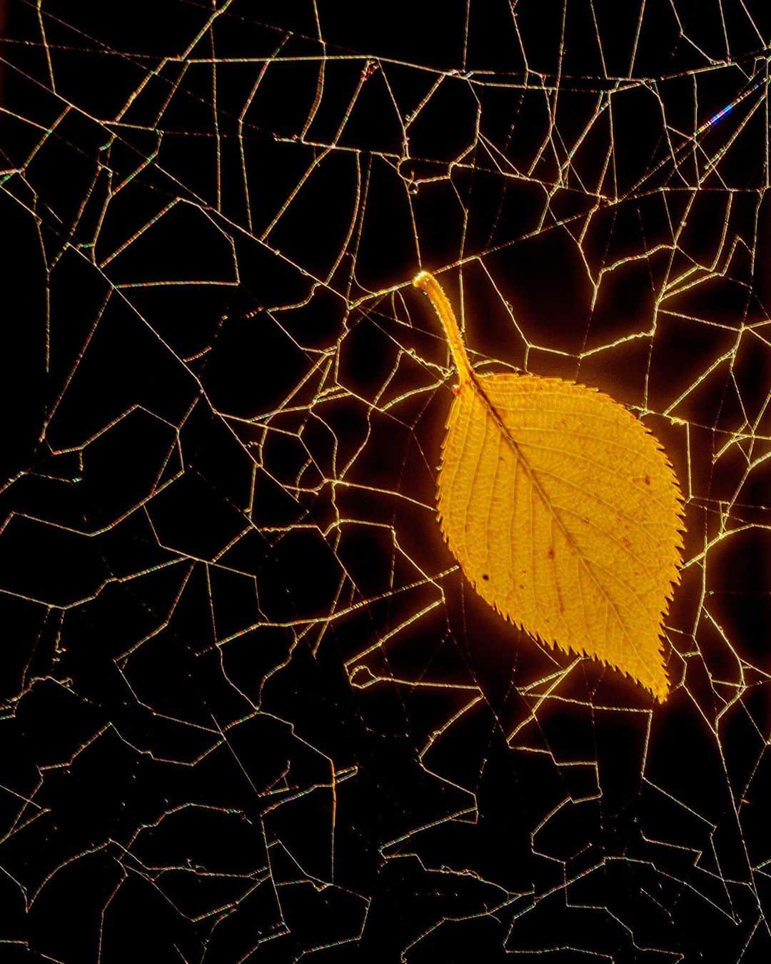 Koichiのインスタグラム：「| Nature’s art 🕸  テラスの掃除をしていて見つけた不思議な蜘蛛の巣。 差し込む光が糸を虹色に輝かせている。 蜘蛛の巣って自然のアートですね。 葉っぱは桜の落ち葉です。  #naturesart」