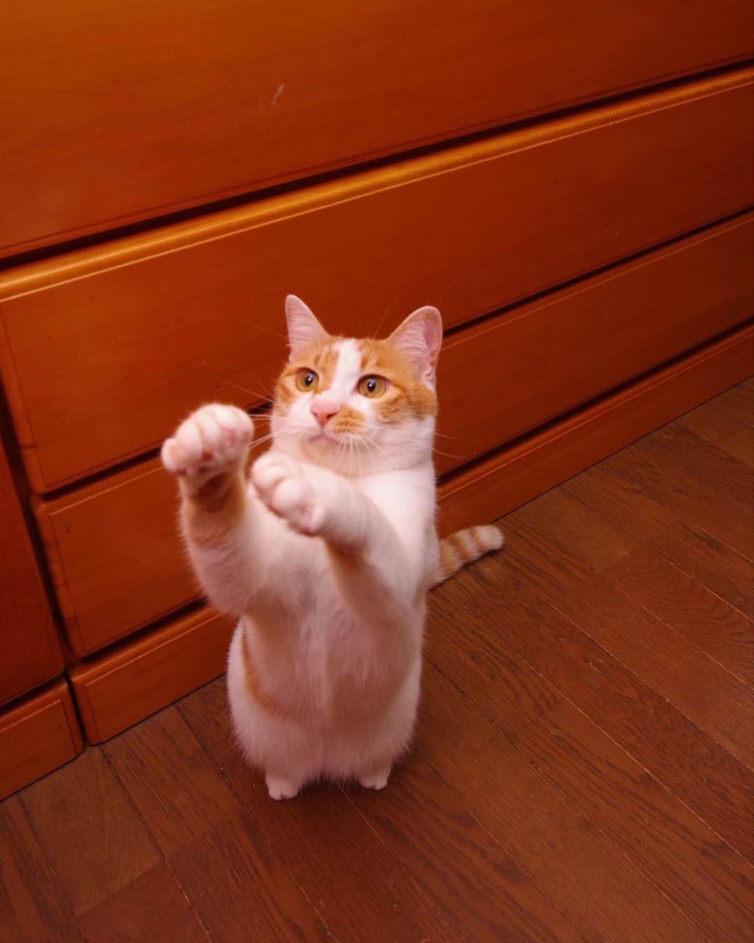 Kachimo Yoshimatsuさんのインスタグラム写真 - (Kachimo YoshimatsuInstagram)「ハーイ！Hi! #うちの猫ら #oinari #立つ猫 #猫 #ねこ #cat #ネコ #catstagram #ネコ部 http://kachimo.exblog.jp」11月12日 17時36分 - kachimo