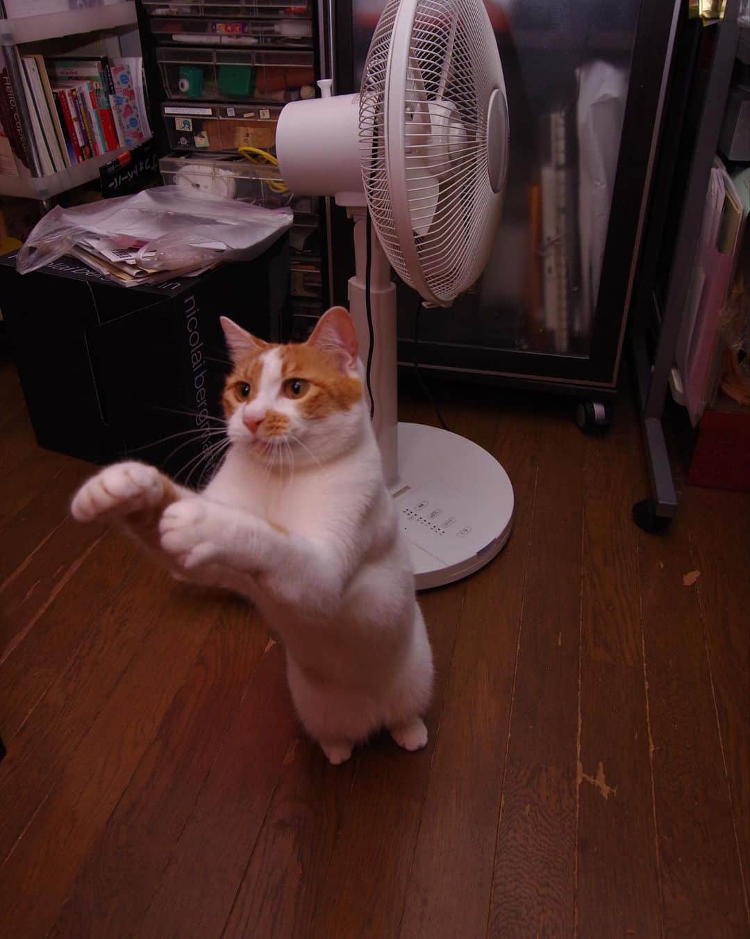 Kachimo Yoshimatsuさんのインスタグラム写真 - (Kachimo YoshimatsuInstagram)「ハーイ！Hi! #うちの猫ら #oinari #立つ猫 #猫 #ねこ #cat #ネコ #catstagram #ネコ部 http://kachimo.exblog.jp」11月12日 17時36分 - kachimo