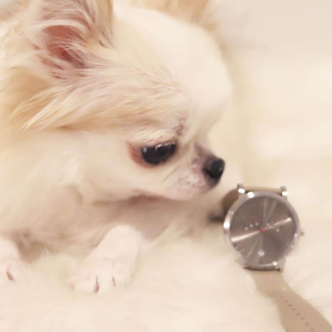 tetoyanyanさんのインスタグラム写真 - (tetoyanyanInstagram)「テトやんに素敵な時計がとどきました﻿ ﻿ ﻿ 今なら﻿ tetoyjg﻿ こちらのクーポンコード﻿ 使用で10パーセントオフになります。﻿ ﻿ ﻿ ﻿ ﻿ #nomonday#ノーマンデー#腕時計#時計#手元倶楽部﻿ ﻿ ﻿ #dogs#instdog#dog#dogstagram#instapet#petstagram#petoftheday#mydog#instachihuahua#chihuahuaofinstagram#chihuahualove#chihuahualover#chihuahua#chihuahuas#チワワ#多頭飼い#ロングコートチワワ#チワワ部#ig_dogphoto」11月12日 12時17分 - tetoyanyan