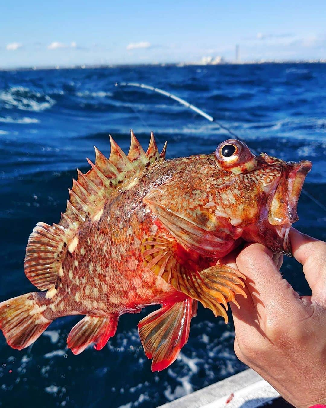 山田悠介さんのインスタグラム写真 - (山田悠介Instagram)「テンヤ真鯛  #山田悠介 #俳優 #actor #釣り #fishing #海釣り #船釣り #マダイ #真鯛 #一つテンヤ #テンヤマダイ #ハナダイ  #カサゴ #尺カサゴ #daiwa #がまかつ #茨城 #日立 #久慈漁港 #大さん弘漁丸 #竿頭」11月12日 12時12分 - yamadayusuke_0729