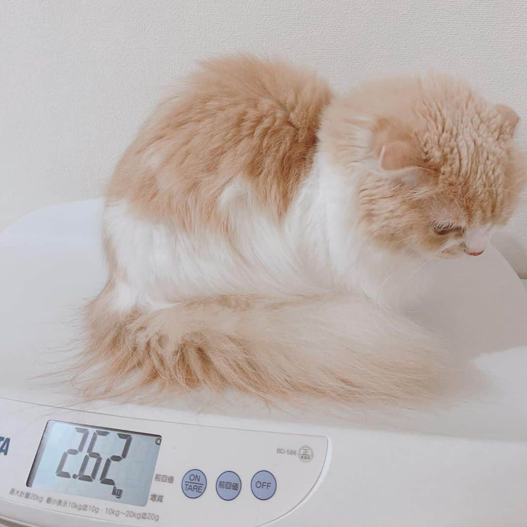 のんたさんのインスタグラム写真 - (のんたInstagram)「キャットタワーの一番上にいるのんちゃん  自宅での点滴は昨日で3日目。初回がとても上手にできて自信がついたんだけど、2回目は針の刺しどころがうまくいかずにアタフタ💦 3回目の昨日ものんちゃんが嫌がってしまい針を取り替えて再チャレンジするなど失敗と成功を繰り返している感じです。 3回やってみてわかったいちばん大事なことは私が落ち着くこと（笑）もうそれに尽きます😅冷静に冷静に！  ①②点滴&お薬のあとキャットタワーに登ったので嬉しかった(めったにトップに行きません) ③④⑤⑥病院と同じタニタの体重計を買いました。 ⑦おまけ・ぽるくんのアゴ😂あいーん」11月12日 12時26分 - utacci