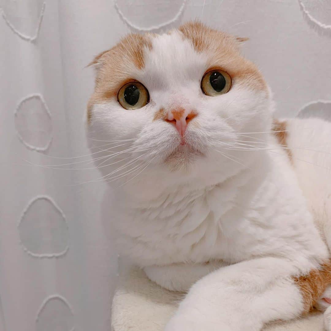 のんたのインスタグラム：「キャットタワーの一番上にいるのんちゃん  自宅での点滴は昨日で3日目。初回がとても上手にできて自信がついたんだけど、2回目は針の刺しどころがうまくいかずにアタフタ💦 3回目の昨日ものんちゃんが嫌がってしまい針を取り替えて再チャレンジするなど失敗と成功を繰り返している感じです。 3回やってみてわかったいちばん大事なことは私が落ち着くこと（笑）もうそれに尽きます😅冷静に冷静に！  ①②点滴&お薬のあとキャットタワーに登ったので嬉しかった(めったにトップに行きません) ③④⑤⑥病院と同じタニタの体重計を買いました。 ⑦おまけ・ぽるくんのアゴ😂あいーん」