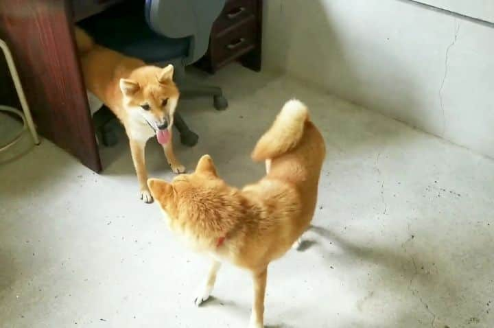 柴犬たま Shibainu Tamaのインスタグラム