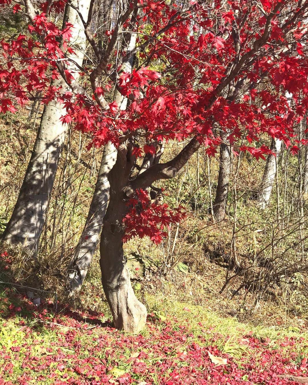 土屋眞弓のインスタグラム：「北国では紅葉の時期も過ぎているけれど、こちらのお庭には真っ赤に色付いたもみじがありました🍁 美味しいお蕎麦をいただきにドライブがてらちょっと足を伸ばして来た甲斐がありました❣️ 海老天ザル＋牛蒡天 お通しに酢大豆 お蕎麦も天麩羅もとても美味しい❣️ お店には昭和の懐かしい黒電話とか様々な調度品が置かれていて、BGMは JAZZ🎶🎶  #そば処大正庵 #お蕎麦 #天麩羅 #紅葉」