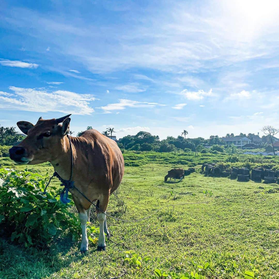 金尾玲生さんのインスタグラム写真 - (金尾玲生Instagram)「.  Selamat Pagi——  今日も天気めちゃくちゃ良いです！  牛たちも気持ち良さそうに草食べてます笑  #bali #pagi」11月12日 12時36分 - reokanao
