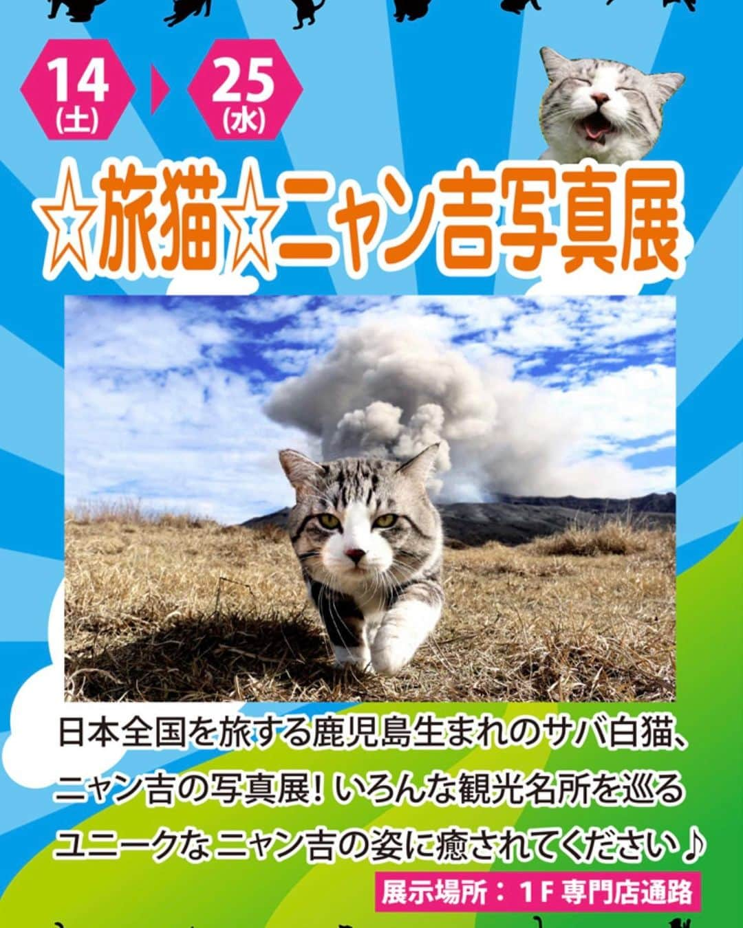 Nyankichi Noranekoさんのインスタグラム写真 - (Nyankichi NoranekoInstagram)「さぁ、11月14日(土)からイオン鹿児島鴨池店1F専門店通路で「旅猫 ニャン吉写真展」が始まりますよ～😸 11月25日(水)まで開催しまーす！ ぼくの故郷 鹿児島で、みなさまに笑顔と元気をお届けします。 新作写真もたくさんあります❣️ みなさん遊びに来てくださいにゃり😀  #猫 #cat #고양이 #แมว #貓 #кошка #qata #chat #ニャンスタグラム #gato #catsofinstagram #ねこ部 #旅猫 #cats #野良猫 #ニャン吉 #japan #猫写真 #ねこ #seekor #ネコ #kitty #catlover #動物 #イオン鹿児島鴨池店 #AEON MALL #イオン #写真展 #kucing #kucinglucu」11月12日 12時40分 - noraneko_nyankichi