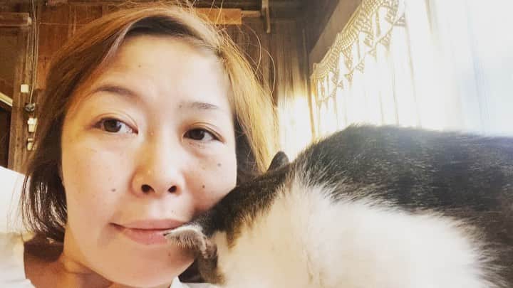 三谷晶子のインスタグラム：「わが家の猫を案じてくださる皆さまのため、1日1ミル氏運動展開中。  帰宅すると外の匂いが気になるのか、自分の体をやたらすりつけてきます。  #加計呂麻島　 #kakeromaisland  #猫　 #ねこ #ネコ #ねこすたぐらむ  #cat  #catsofinstagram  #catstagram  #catlife  #catlover  #cats  #catlovers  #cats_of_instagram  #catphoto  #catmovie  #japanesecat  #japanesecats  #japanesegirl  #japan_of_insta  #japanese  #japan  #islandlife  #islandgirl  #island  #islandcat  #islandcats」