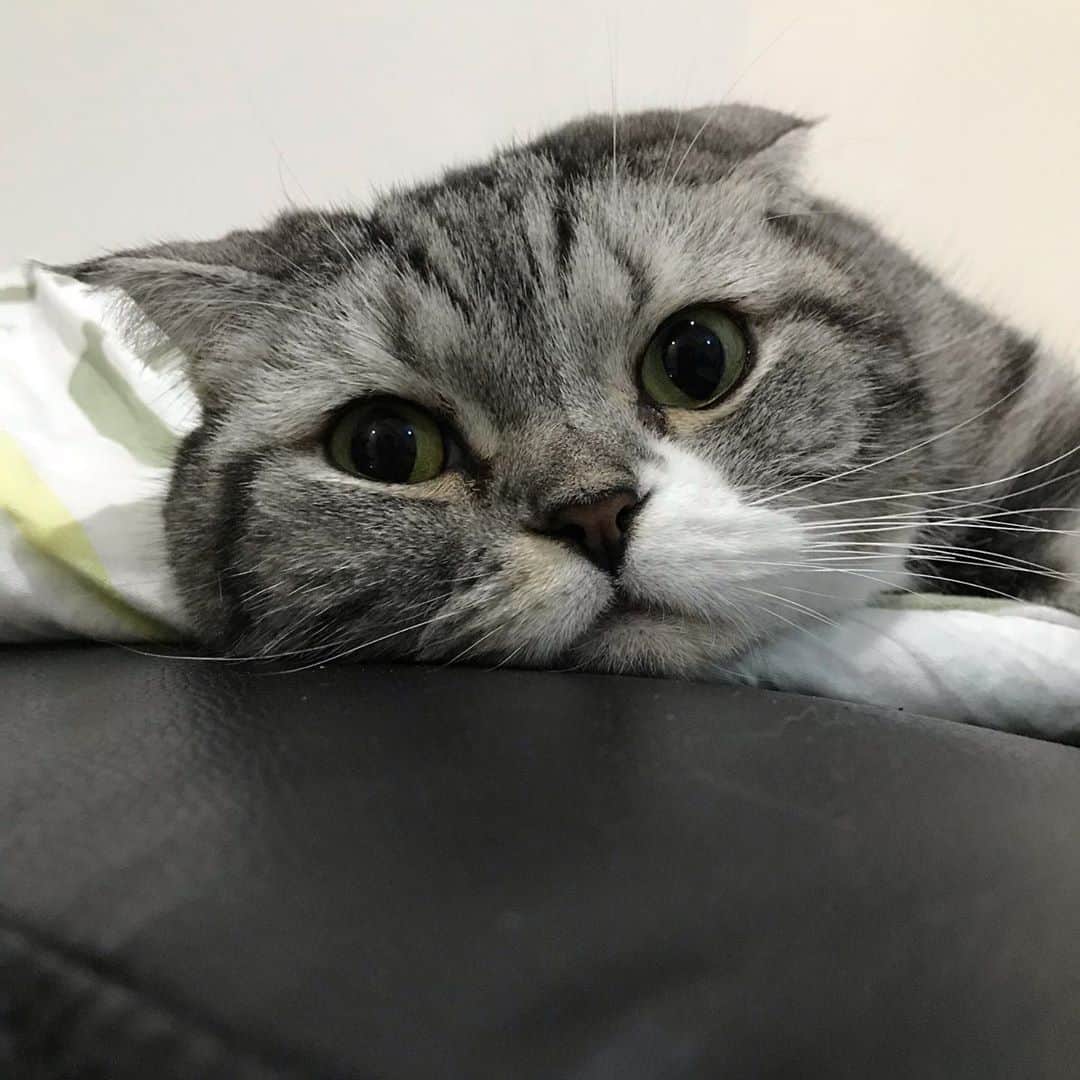 KATSUOのインスタグラム：「ボロボロの掛け布団 捨てられず . #cat #catsofinstagram #catstagram #instacat #katsuo#犬臭い布団が好きなのか」