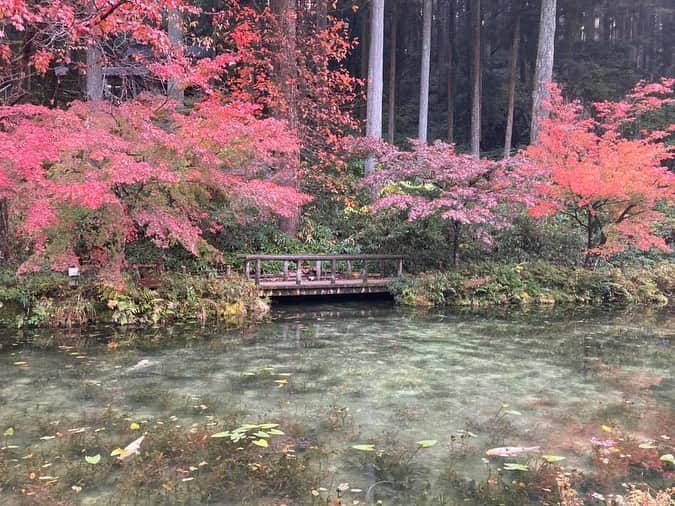 CBCテレビ アナウンス部さんのインスタグラム写真 - (CBCテレビ アナウンス部Instagram)「～塩見アナの休日の過ごし方～  先日、行ってきたのは、 岐阜県関市にある通称「モネの池」！  朝5時半に家を出発！ 1時間半かけて「モネの池」へ！  目の前に広がる景色に感動！ その時の様子の塩見アナがコチラ・・・  とにかく美しくて綺麗で、感動したそう！  #CBC #CBCアナウンサー #塩見アナ」11月12日 13時25分 - cbc.announcer