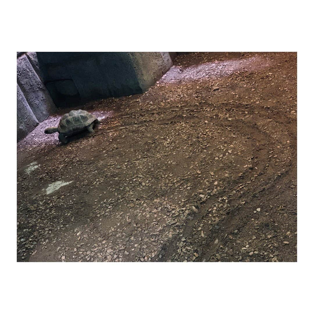 高松雪乃さんのインスタグラム写真 - (高松雪乃Instagram)「久しぶりにiZooへ行ってきました🐢  ふれあいコーナーにいるチビゾウガメたちが、成長して少し大きくなってたの😊 出産前、ふれあいコーナーに立っていた頃が懐かしく、変わらず元気に過ごしているカメたちを見て胸がジーンと🥺♡ もう少し娘が大きくなり、落ち着いたらまたふれあいコーナーに立たせていただく予定です✴︎その時は、さらに成長しているカメたちと皆さんにお会いできるのを楽しみにしています❣️  #iZoo #ゾウガメ」11月12日 13時39分 - yukinotakamatsu