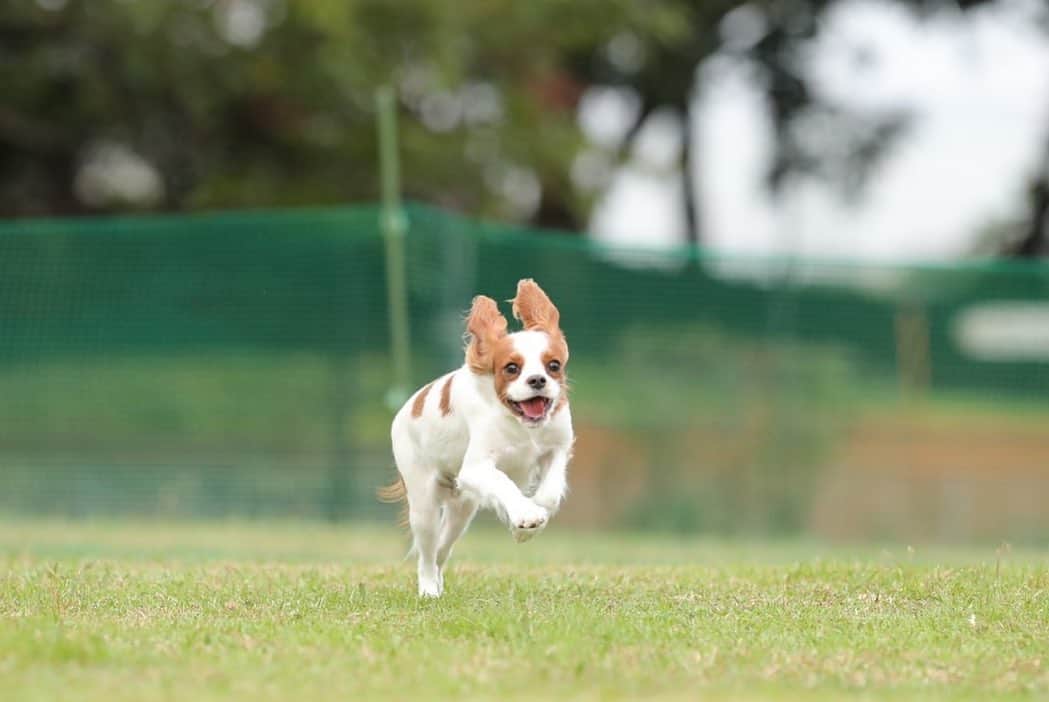 星奈津美のインスタグラム：「先日、お友達に誘っていただき初めて飛行犬撮影に行ってきました🐶✈️ ハル太は4本とも足が浮いてる写真がほぼ無かったのですが、、（笑） 表情がとっても楽しそうで、こんな姿は自分では収められないのでとっても良い記念になりました🥺🙏✨ 写真はほんの一部で、たくさん撮ってくれていました📸 最後の写真、とても子犬には見えないけど、、キャバリアらしくてなんか良い☺️❤️ #飛行犬撮影会 #キャバリア #キャバリアキングチャールズスパニエル #ブレンハイム #9ヶ月 #ハル太」